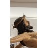Corona di spine naturale