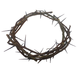 Corona di spine naturale